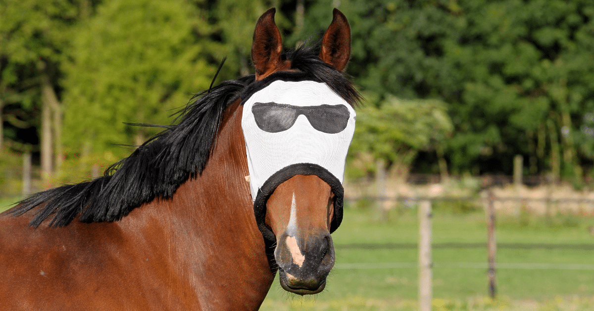 Weerkaatsing Terugroepen Aanpassen Woud Lijkt op Van zon masker paard mot uitsterven Tenen