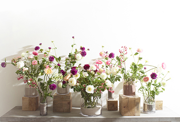 flowers flower collection
