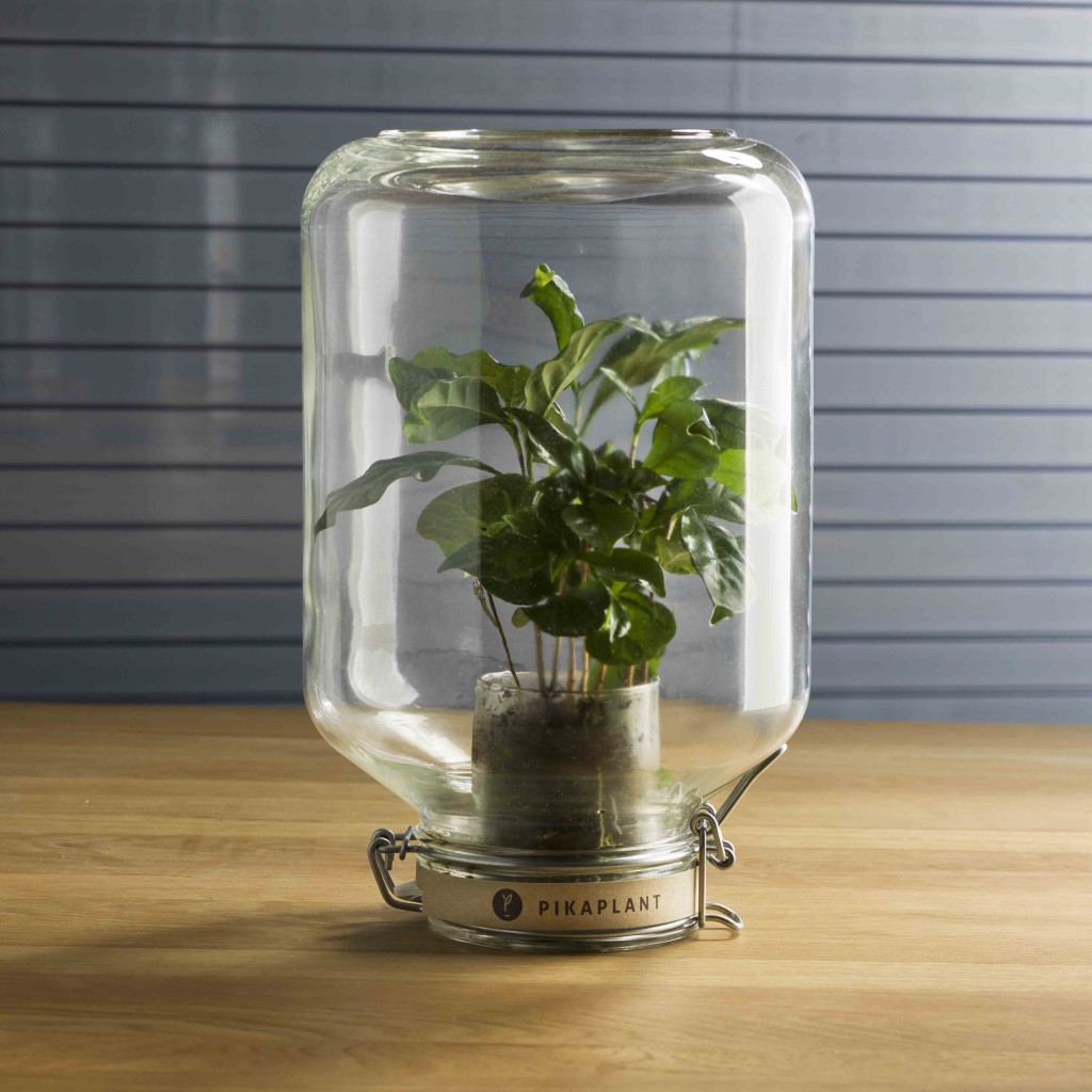 De koffieplant die je nooit water hoeft te geven