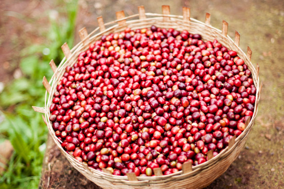Van boon tot koffie - de bonen