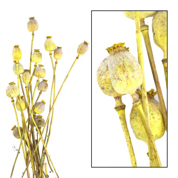 AVA selection Fleurs Séchées Papaver Jaune +/- 50cm Jaune