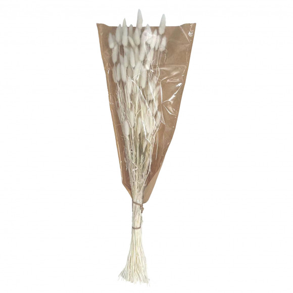 AVA selection Droogbloemen Lagurus Naturel 70cm 60g