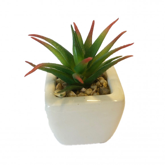 AVA selection Vetplant Plastic In Pot 5x5x6,5cm Groen Met Puntig Blad Groen