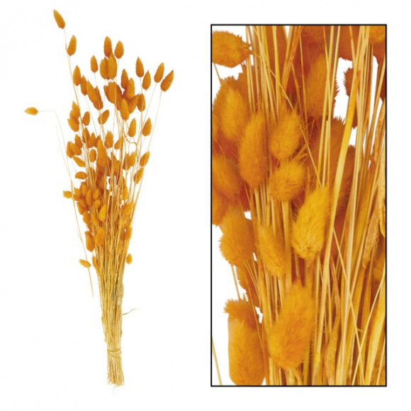 AVA selection Fleurs Séchées Lagurus Orange +/-70cm 50g Orange