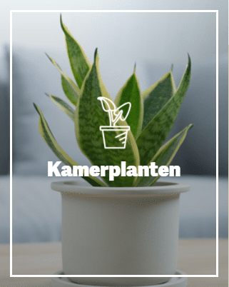 kamerplanten kamerplanten