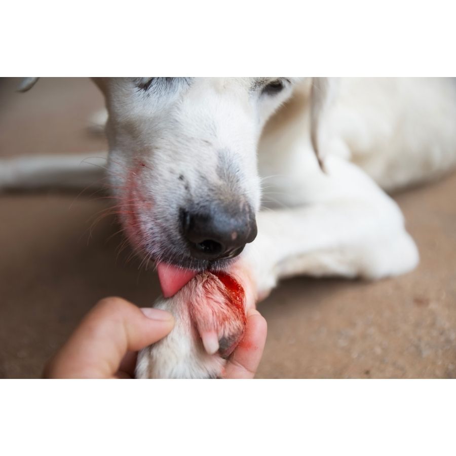 Wond hond verzorgen