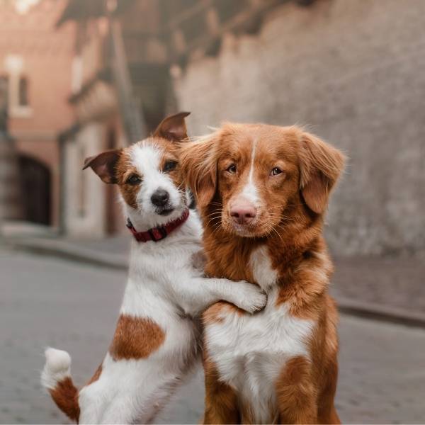 Natura Diet Oudere honden Natura Diet Oudere honden