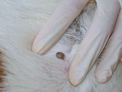 Teken bij honden