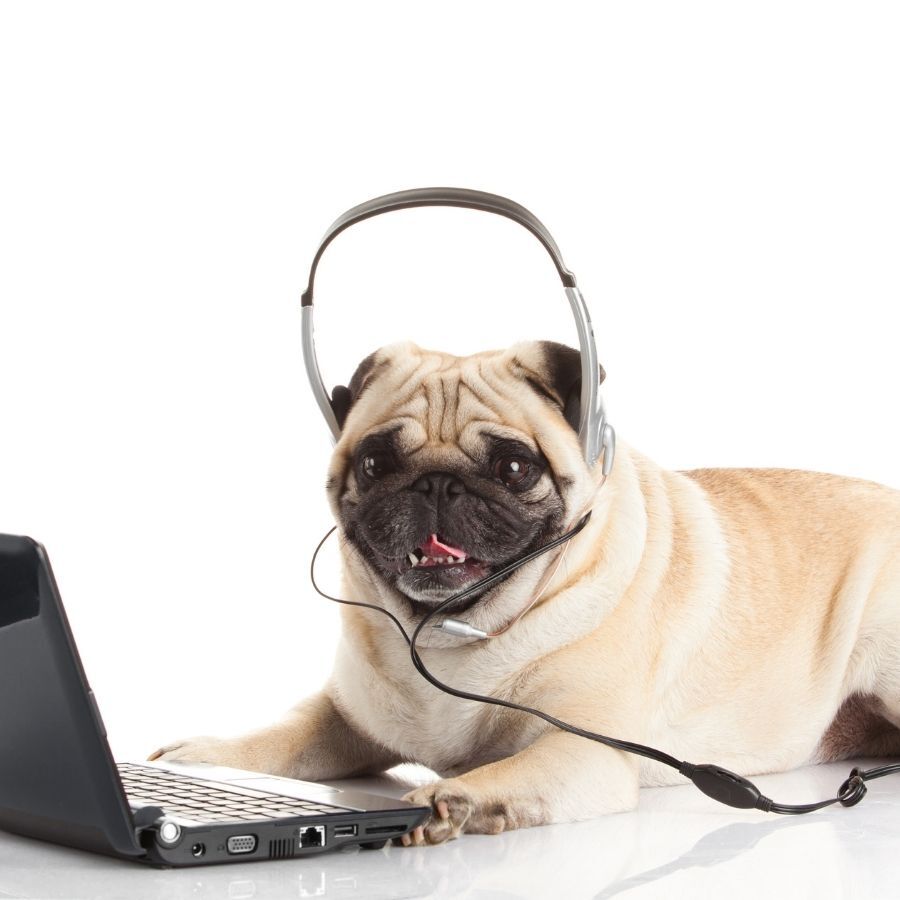 Bescherm je hond tegen straling