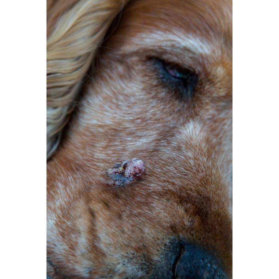 straling bij honden - kanker