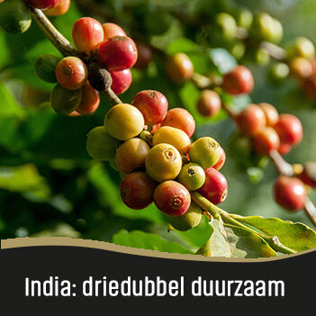 Ontdek de meest duurzame koffie tot nu toe bij JAVA Koffie. Onze India koffie verkrijgbaar in bonen en gemalen koffie. Ontdek de meest duurzame koffie tot nu toe bij JAVA Koffie. Onze India koffie verkrijgbaar in bonen en gemalen koffie.