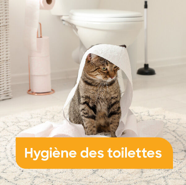 toilette papier et désodorisants pour l'hygiène des toilettes