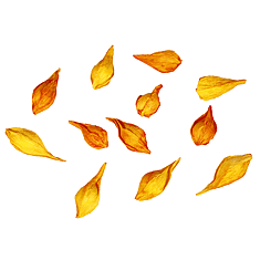 Physalis Oranje 12 Stuks