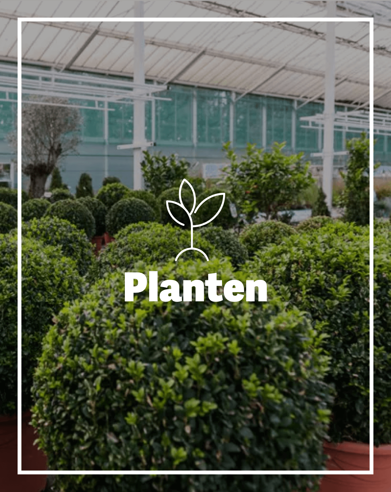 planten planten