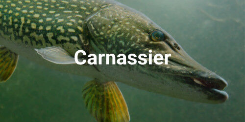 Matériel de pêche carnassier