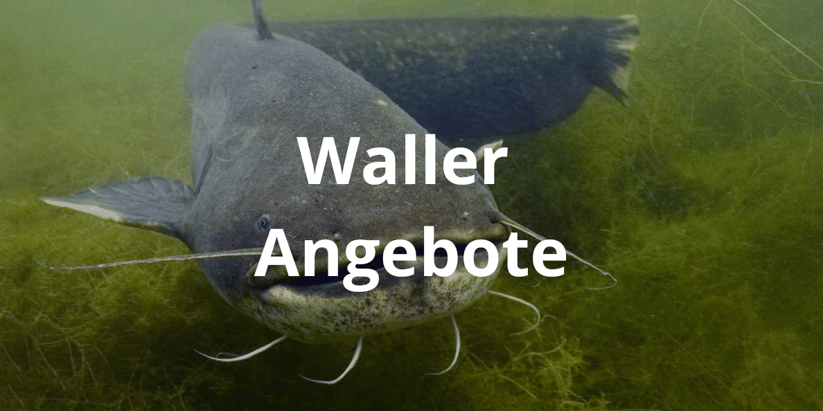 welsangeln angebote