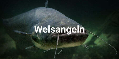 Welsangeln Welsangeln