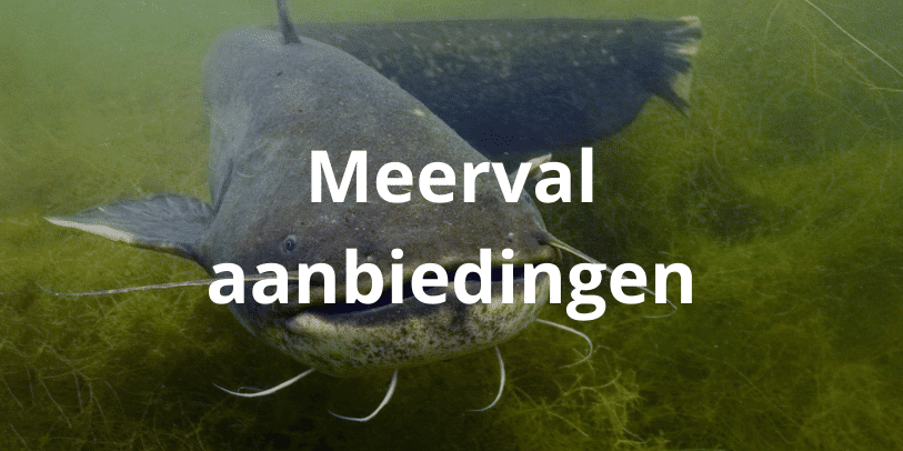 Aanbiedingen meerval vismateriaal
