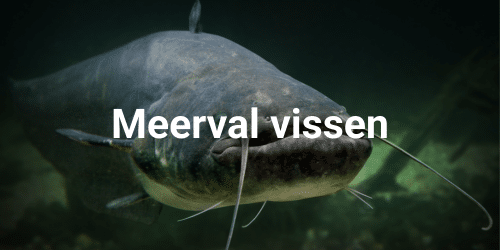 meerval vissen materiaal meerval vissen materiaal