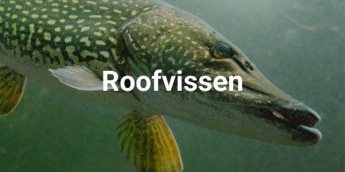 roofvissen materiaal roofvissen materiaal