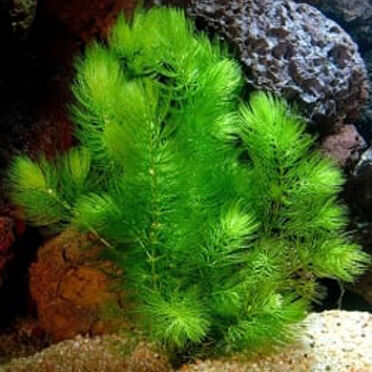 Floreren Bemiddelen Niet modieus Koi & Co - Welke planten kan je houden in een niet verwarmd aquarium?