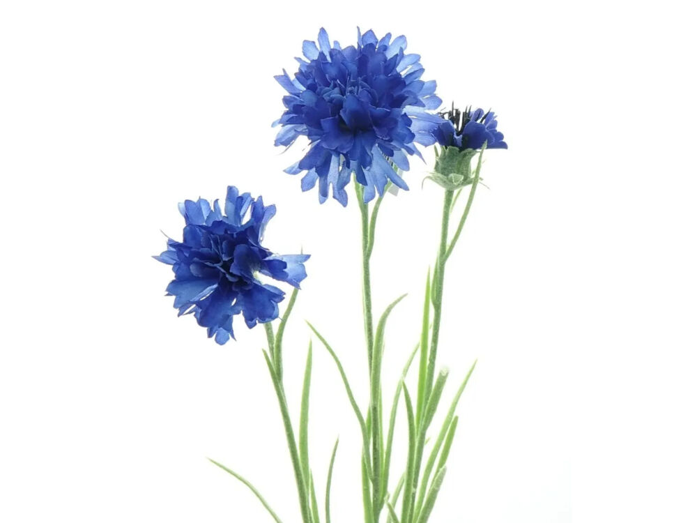Blauw