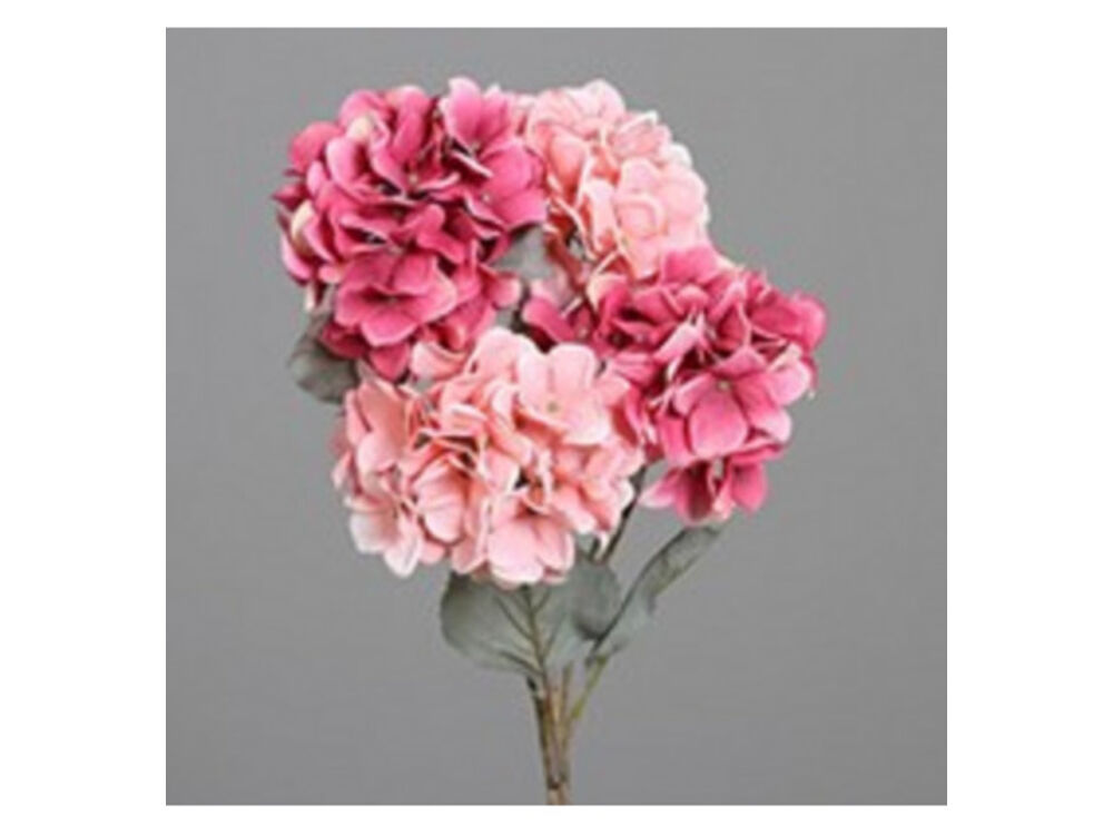 Roze