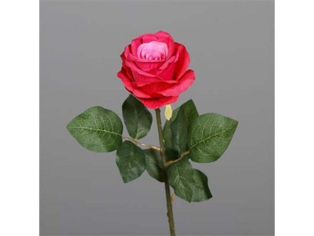 Roze