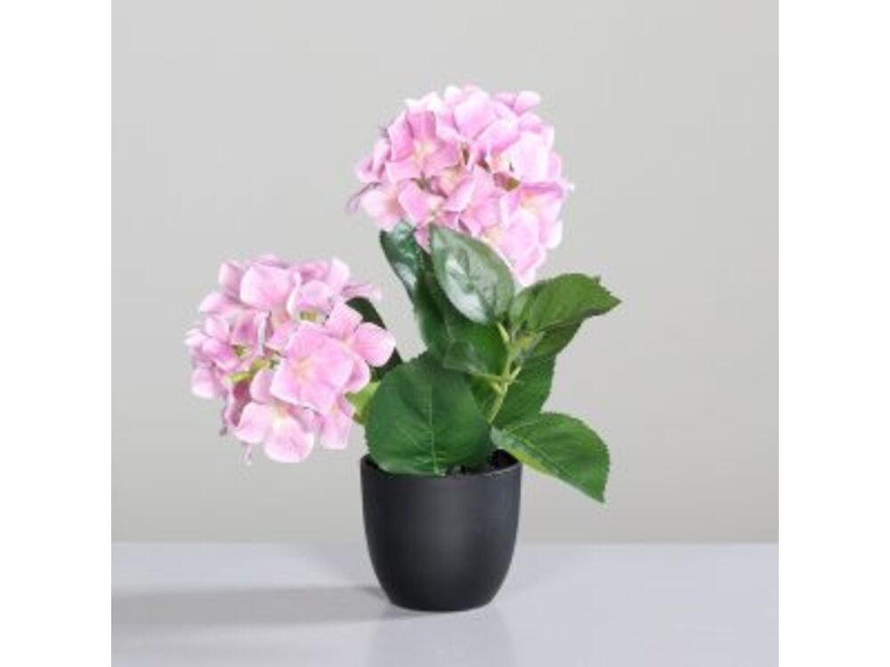 Roze