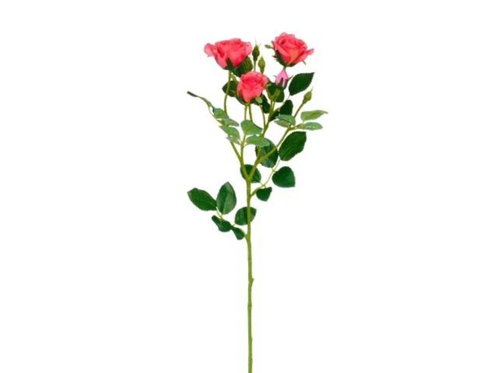 Roze