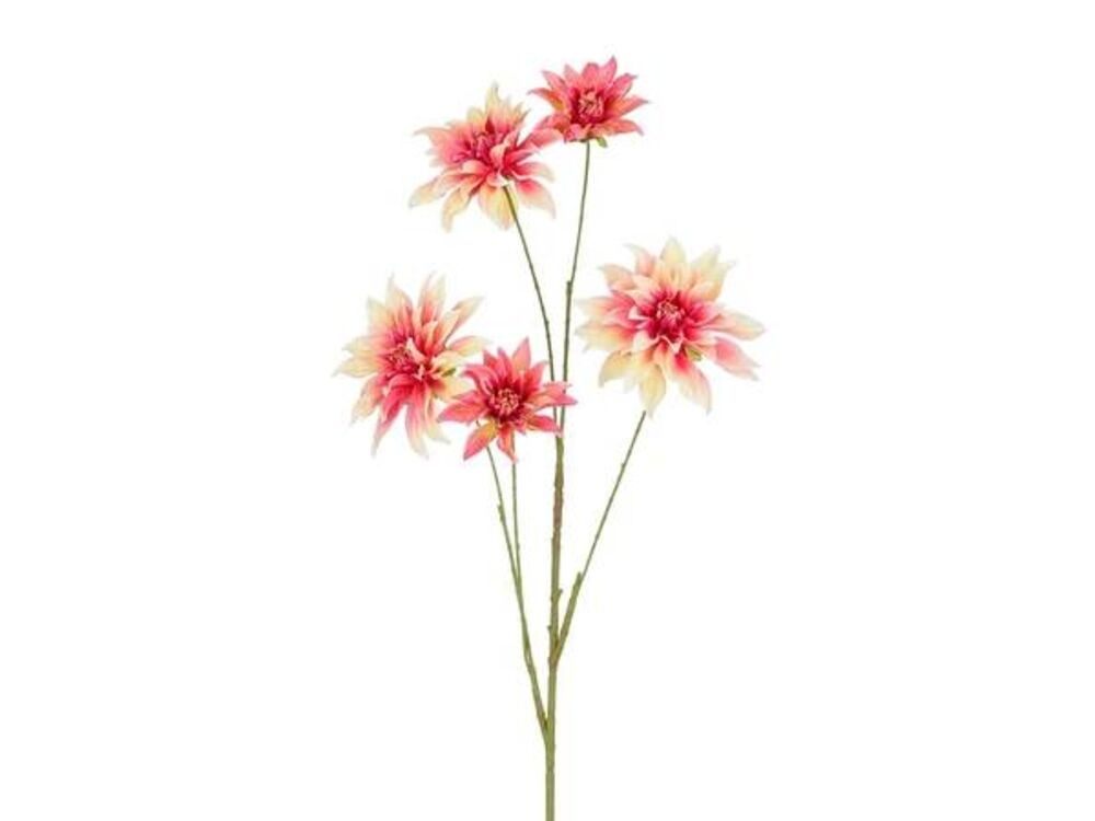 Roze