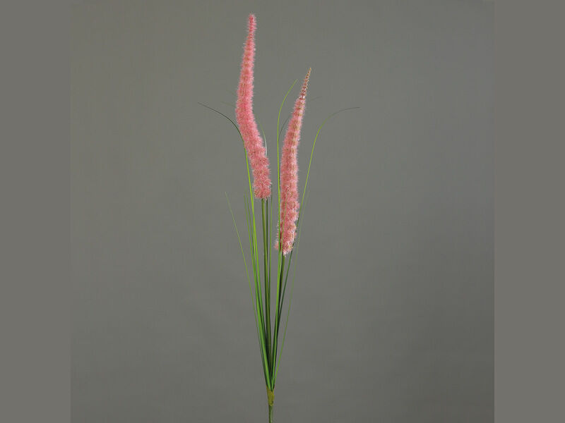 Roze