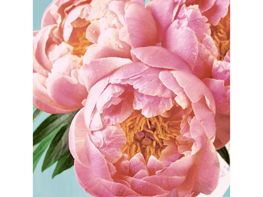 Roze