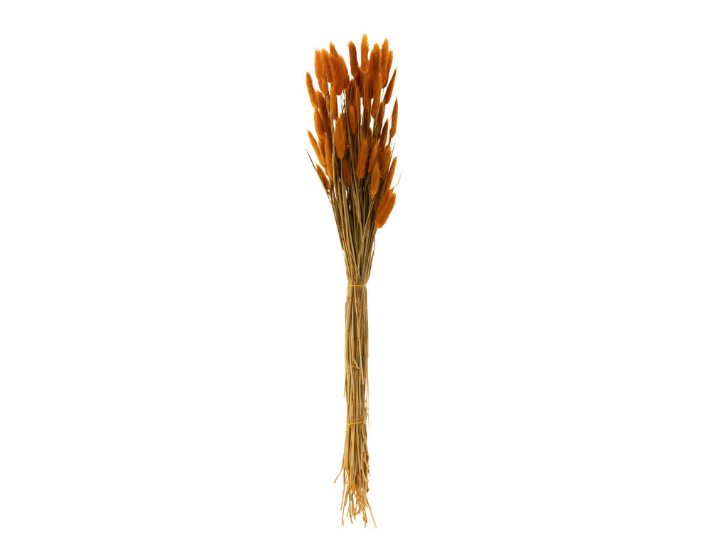 Oranje