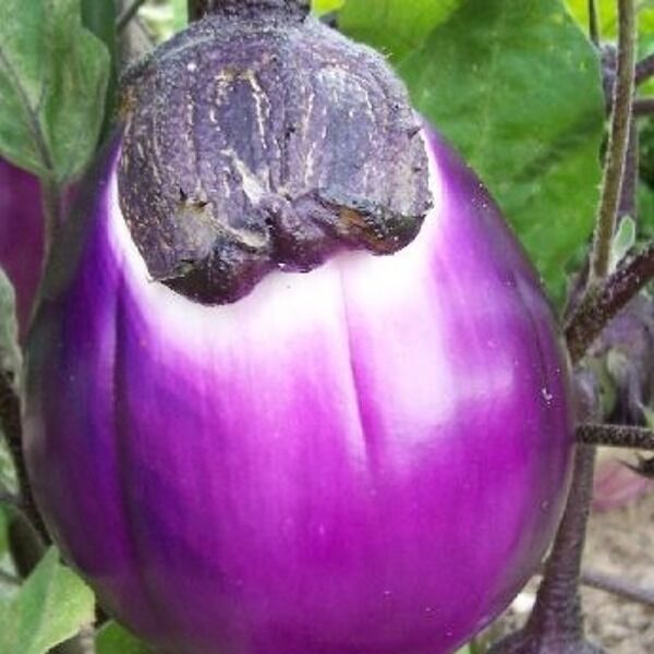 Tomate Bio Rose de Berne - Atelier des Bons Plants