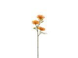 ORANJE
