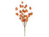 Oranje