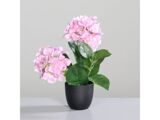 Roze