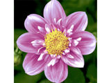 Roze