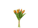 Oranje