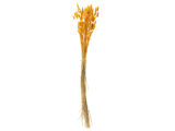 Goud