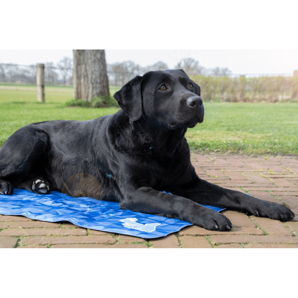 Uiterlijk video in stand houden Cool dog mat