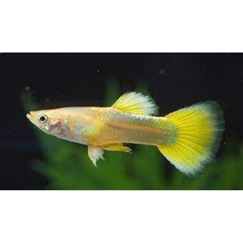 GUPPY LEMON (VROUW) - Aquarium