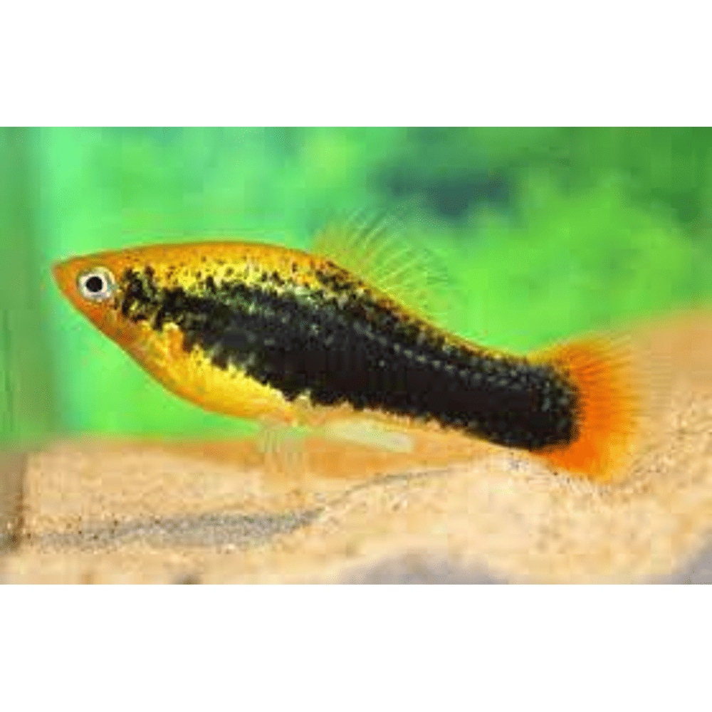 Red Body Variatus PLATY VARIATUS HAWAI 2,5-3CM