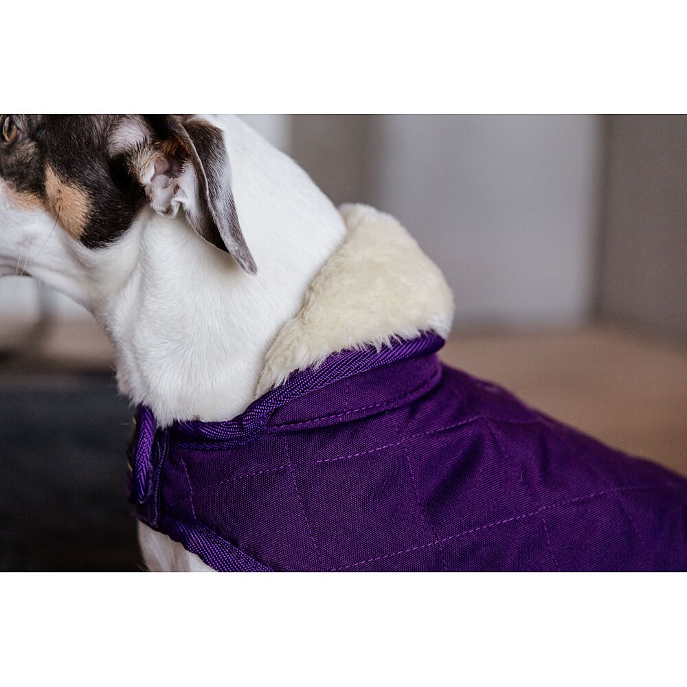 Kentucky Dogwear - Manteau pour chiens 160g bordeaux