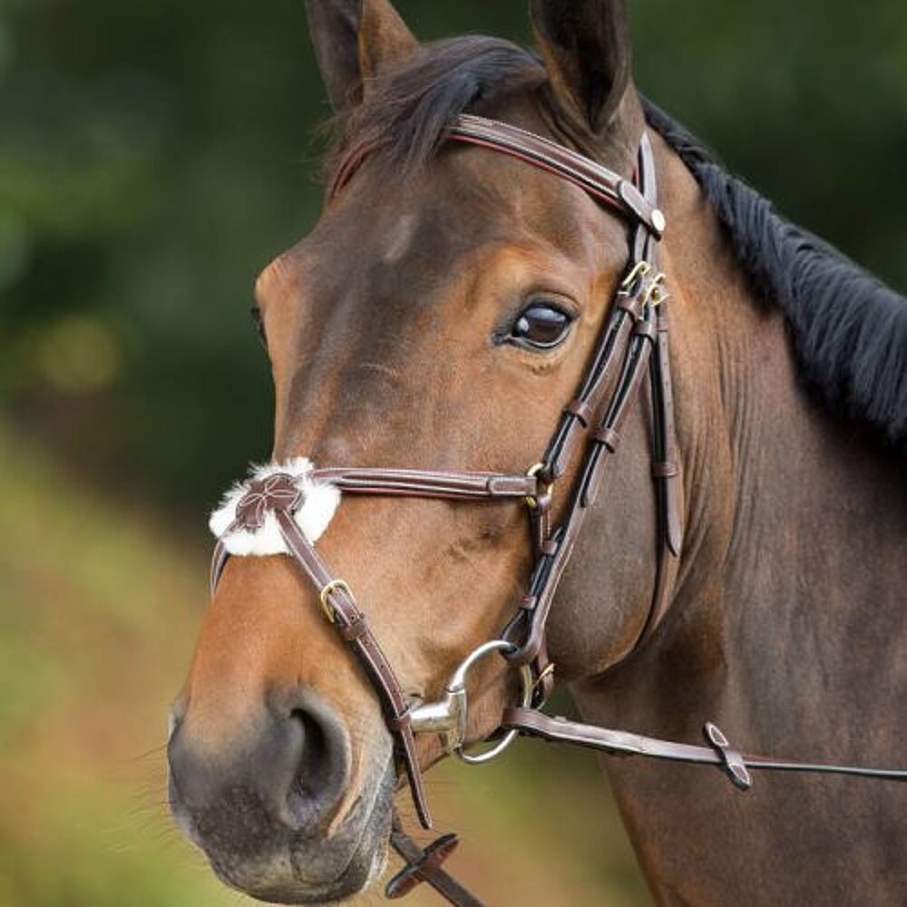 Leeg de prullenbak bladerdeeg helder HFI Mexicaans Hoofdstel - Paard - Emmers Equestrian