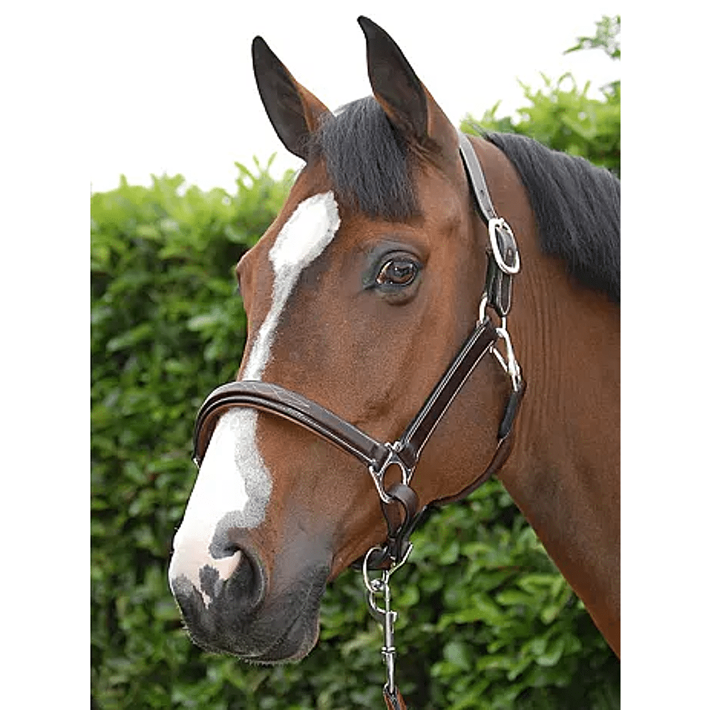 lens spellen Handig Dy'on Lederen Halster - Emmers Equestrian