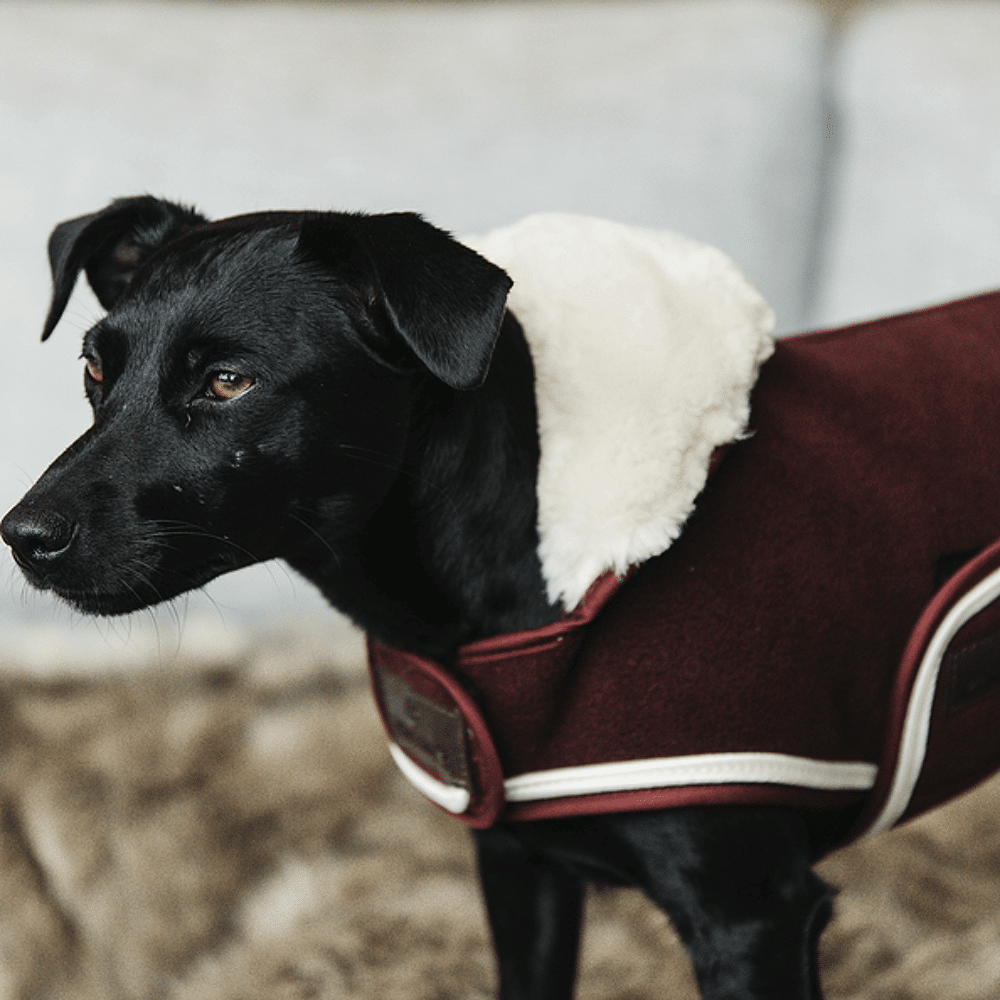 manteau chien rambo