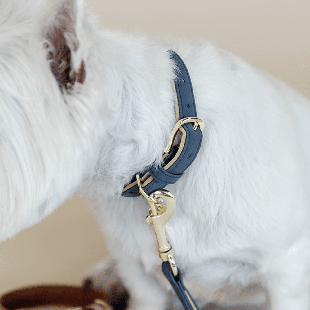 Gucci dog harness collar lead around 50cm