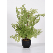 Green fern, decoratieve varen - H60